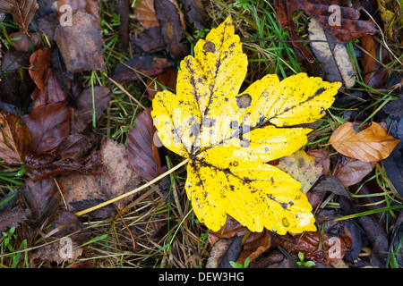 L'automne feuille d'érable sur le terrain Banque D'Images