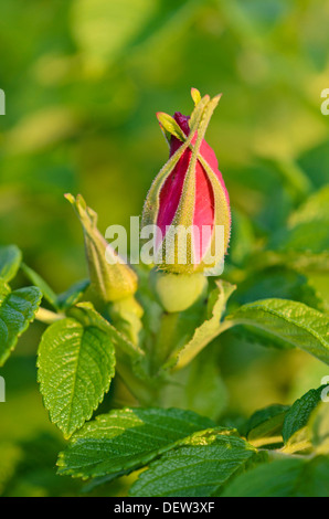 Japanese rose (Rosa rugosa) Banque D'Images