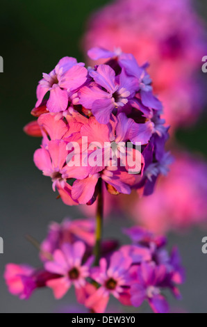 Lychnis viscaria sticky Scouler (Silene viscaria) syn. Banque D'Images