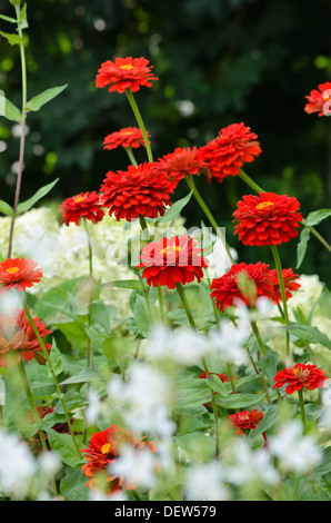 Zinnia zinnia (commune violacea 'Scarlet flame' syn. Zinnia elegans 'Scarlet flame') Banque D'Images