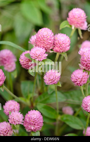 Globe amarante (Gomphrena globosa 'las vegas' rose) Banque D'Images