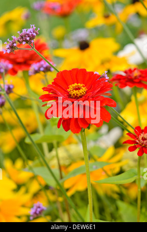 Zinnia zinnia (commune violacea 'Scarlet flame' syn. Zinnia elegans 'Scarlet flame') Banque D'Images