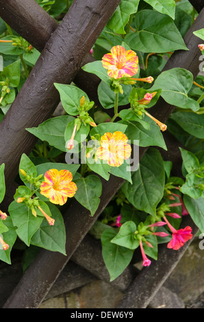 Merveille de Pérou (mirabilis jalapa) Banque D'Images