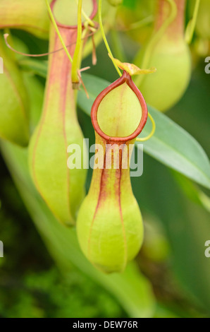 La sarracénie pourpre (nepenthes alata) Banque D'Images