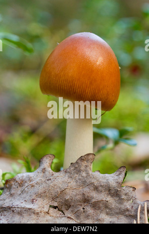 Grisette fauve de Ruissalo dans Banque D'Images