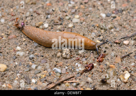 L'espagnol slug (Arion arion lusitanicus vulgaris syn.) Banque D'Images