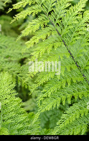 Mère spleenwort (asplenium bulbiferum) Banque D'Images