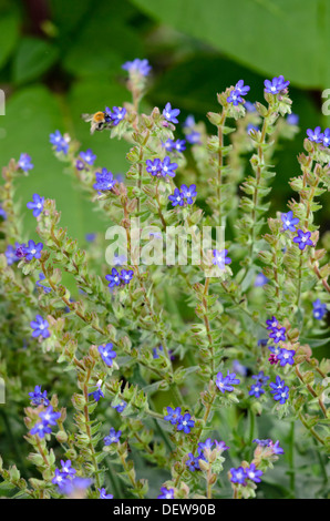 Orcanette (alkanna tinctoria syn. alkanna tuberculata) Banque D'Images