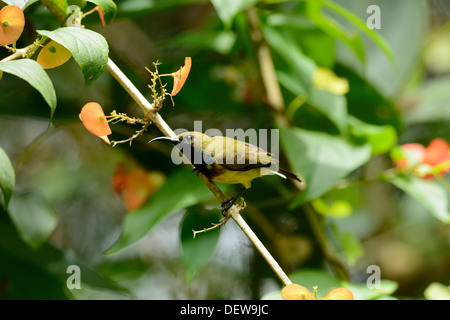 Beau mâle à dos olive (Nectarinia Souimanga jugularis) à tree top Banque D'Images