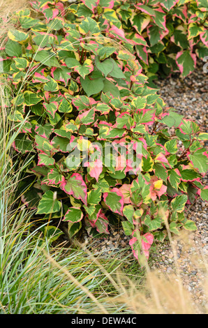 La plante caméléon (houttuynia cordata 'chameleon' syn. houttuynia cordata 'Variegata') Banque D'Images