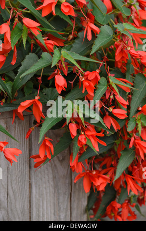 Bégonia (begonia boliviensis 'bonfire') Banque D'Images