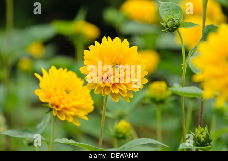 Thinleaf tournesol (helianthus decapetalus 'soleil d'or') Banque D'Images