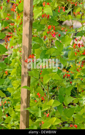 Haricot (Phaseolus coccineus) Banque D'Images