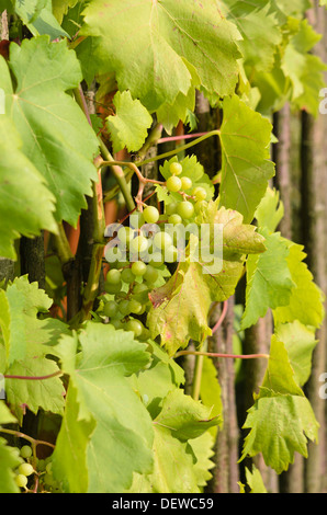 Vigne (Vitis vinifera) Banque D'Images