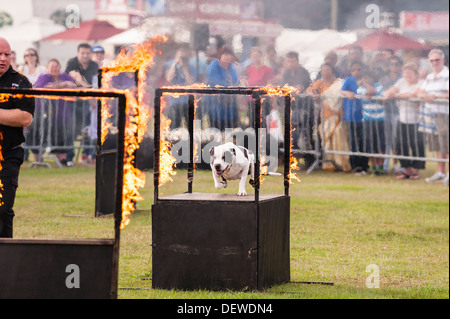 Un chien de sauter à travers un cerceau de feu à l'ensemble des chiens montrent au Norfolk Showground, Norwich, Norfolk, England, UK Banque D'Images