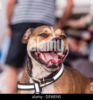 Un chien à l'ensemble des chiens montrent au Norfolk Showground, Norwich, Norfolk, Angleterre, Grande-Bretagne, Royaume-Uni Banque D'Images