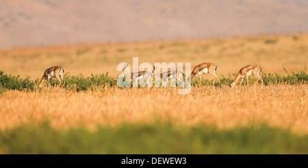 Un troupeau d'(Gazella gazella). La montagne gazella est le plus commun en Israël, gazelle Banque D'Images