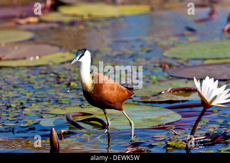 Un oiseau jacana marchant sur les feuilles de nénuphar dans la rivière Chobe, au Botswana Banque D'Images