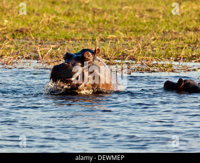 Un hippopotame se terminant un bâillement dans le parc national de Chobe, au Botswana Banque D'Images