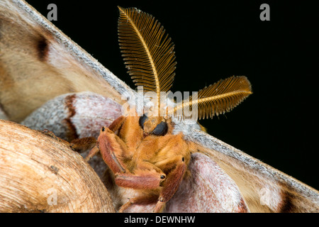 Polyphème Antheraea polyphemus Tucson, Arizona, United States 15 août les Saturniidae Adultes Banque D'Images