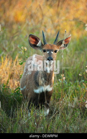 Bushbuck (Tragelaphus scriptus) Victoria Falls National Park, Zimbabwe Banque D'Images