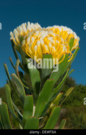 Protea Flower (Leucospermum erubescens) Jardins de Kirstenbosch, Table Mountain, Cape Town, Afrique du Sud Banque D'Images