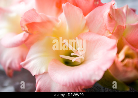 Gros plan de fleurs glaïeuls rose Banque D'Images