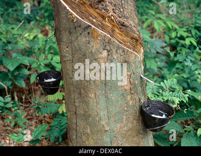 Ayeduase (Ashanti) Ghana Rubber Latex exploité Banque D'Images