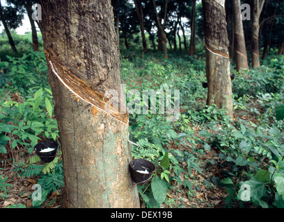 Ayeduase (Ashanti) Ghana Rubber Tree avec Latex exploité Banque D'Images