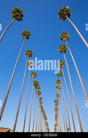LA Los Angeles palmiers dans une rangée Washingtonia filifera Californie typique Banque D'Images