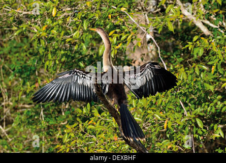 Brésil, Pantanal : Amercian vert (Anhinga anhinga) séchage ailes à Riverside Banque D'Images