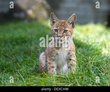 Lynx d'eurasie femelle cub sitting in grass Banque D'Images