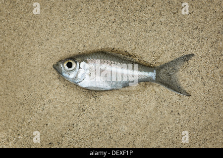 Le peu de séchage de poisson sur la plage de sable Banque D'Images