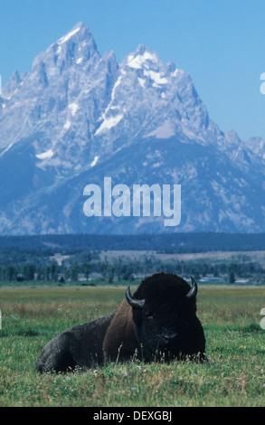 V266-1151Elk Wyoming, Parc National de Grand Teton, Jackson Hole, Tetons avec bison américain Banque D'Images