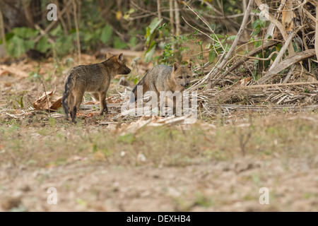 Stock photo d'un crabe mangeant fox, Pantanal, Brésil Banque D'Images