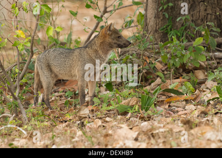 Stock photo d'un crabe mangeant fox, Pantanal, Brésil Banque D'Images