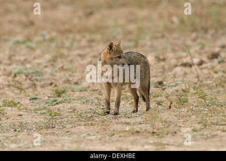 Stock photo d'un crabe mangeant fox, Pantanal, Brésil Banque D'Images