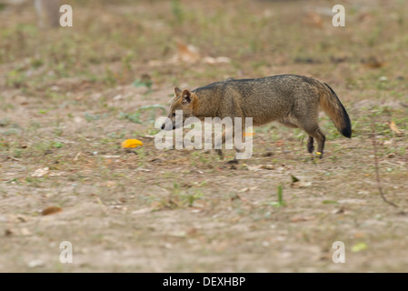 Stock photo d'un crabe mangeant fox, Pantanal, Brésil Banque D'Images