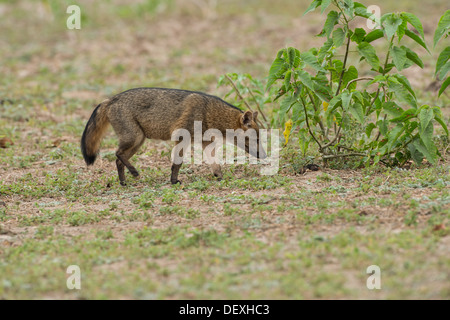 Stock photo d'un crabe mangeant fox, Pantanal, Brésil Banque D'Images