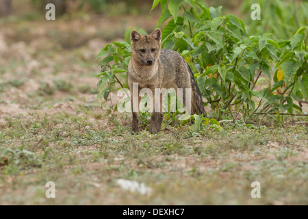 Stock photo d'un crabe mangeant fox, Pantanal, Brésil Banque D'Images