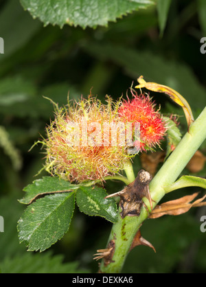 Rose bedeguar gall (Robin's pincushion, moss gall) sur un wild rose causée par la guêpe parthénogénétique Diplolepis rosae Banque D'Images