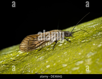 Alder fly (Sialis lutaria, espèces possiblement S.) Banque D'Images