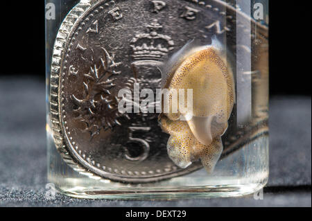 Brighton, UK. 24 août, 2013. Brighton SEALIFE à éclos, ces Seiche Sépia Officianalis [commun] sont juste une semaine. Bien qu'il soit difficile à élever en captivité de la seiche, les parents de ces petites seiches, plus petit qu'une pièce de 5 pence, étaient eux-mêmes nés du SEALIFE. Crédit photo : Julia Claxton/Alamy Live News Banque D'Images