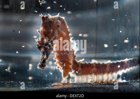 Brighton, UK. 24 août, 2013. Une bordée de deux mois [d'hippocampes Hippocampus erectus] né à Brighton SEALIFE Crédit photo : Julia Claxton/Alamy Live News Banque D'Images