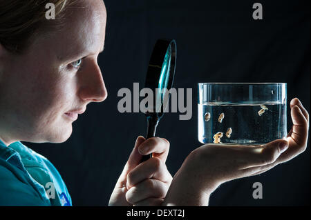 Brighton, UK. 24 août, 2013. Carey Duckhouse vérifie les jeunes seiches. Brighton SEALIFE à éclos, ces Seiche Sépia Officianalis [commun] sont juste une semaine. Bien qu'il soit difficile à élever en captivité de la seiche, les parents de ces petites seiches étaient eux-mêmes nés du SEALIFE. Crédit photo : Julia Claxton/Alamy Live News Banque D'Images