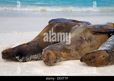 Les lions de mer des Galápagos, Gardner Bay, île Espanola Banque D'Images