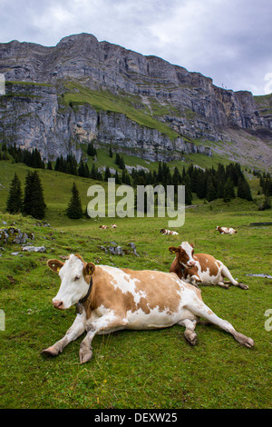 Les génisses (jeunes vaches) se trouvent dans un pâturage alpin suisse - aucune vente sur Alamy ou ailleurs Banque D'Images