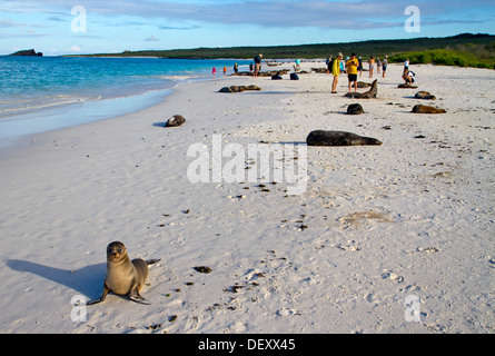 Les lions de mer des Galápagos et les visiteurs à Gardner Bay, Espanola Island, Îles Galápagos Banque D'Images