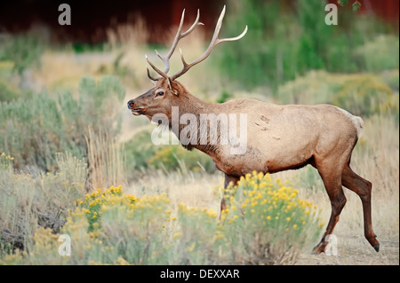 Ou Wapiti Wapiti (Cervus canadensis, Cervus elaphus canadensis), homme au cours de la période de rut, le Parc National de Yellowstone, Wyoming Banque D'Images