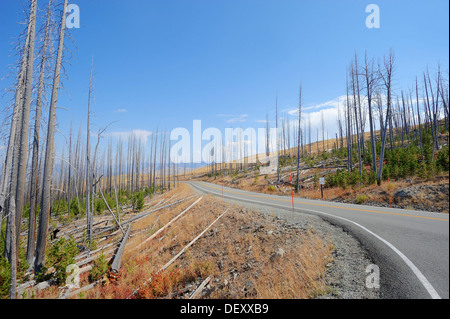 Route à travers une forêt de conifères après un incendie de forêt, le Parc National de Yellowstone, Wyoming, USA Banque D'Images